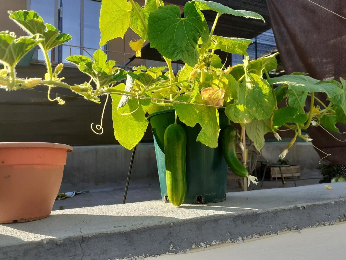 17 Flats And Roof Garden Apartment Атина Екстериор снимка